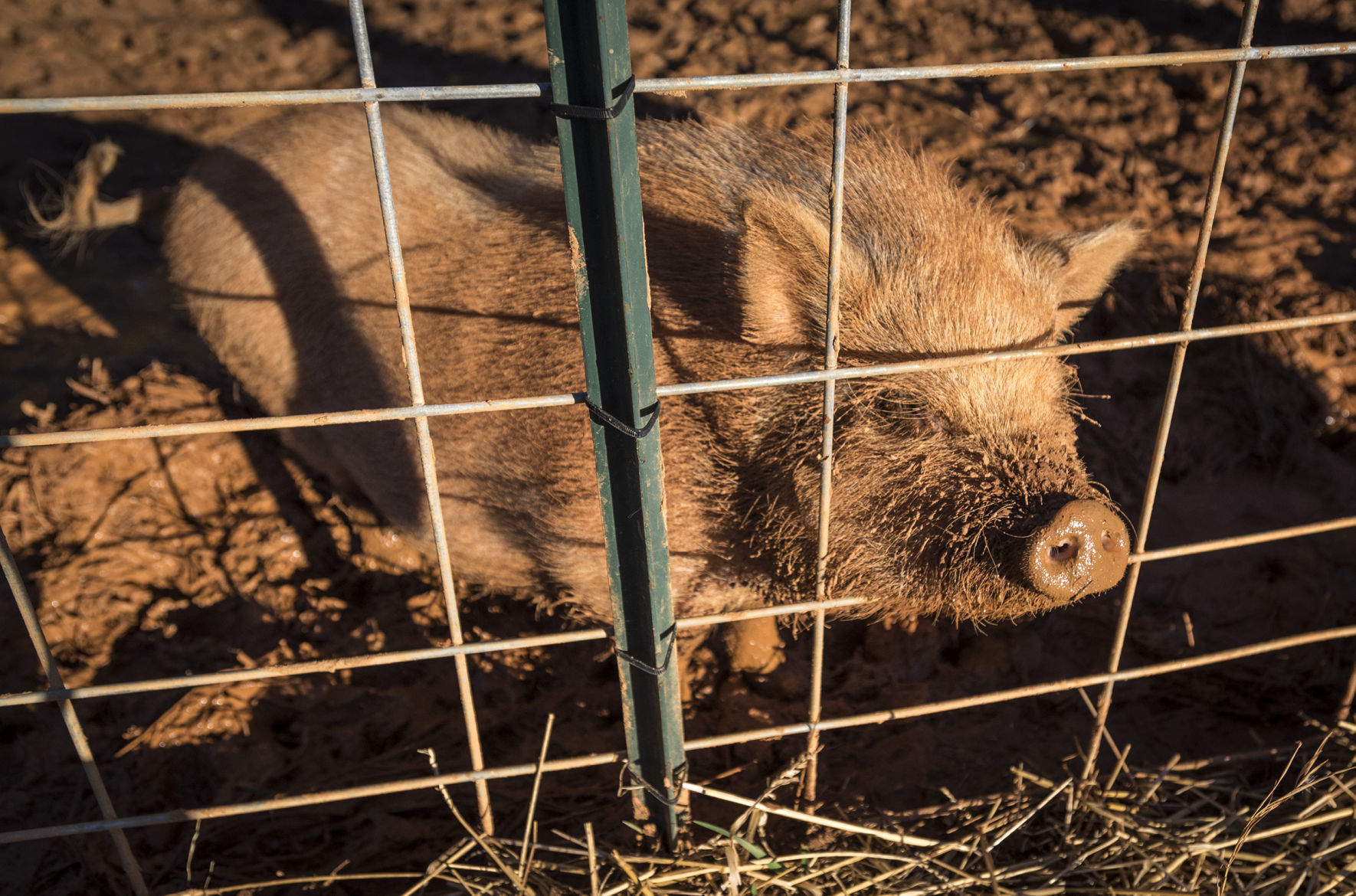 Pigs